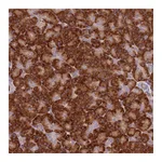 Atlas Antibodies Anti-SPATA2 Antibody