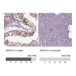 Atlas Antibodies Anti-SPATA17 Antibody