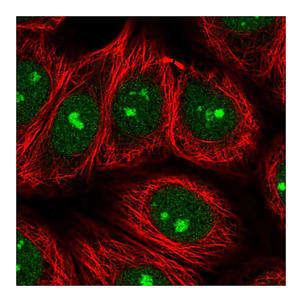 Atlas Antibodies Anti-SPATA2 Antibody