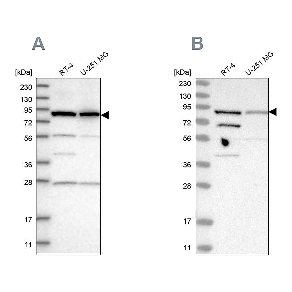 Atlas Antibodies Anti-SPATA20 Antibody