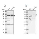 Atlas Antibodies Anti-SPATA20 Antibody