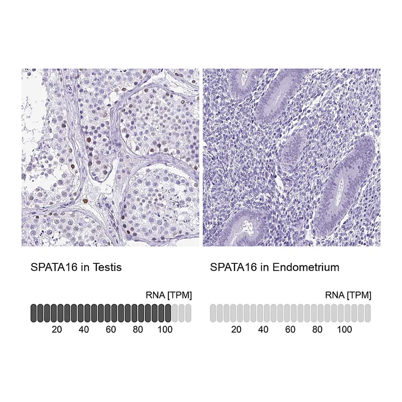 Atlas Antibodies Anti-SPATA16 Antibody