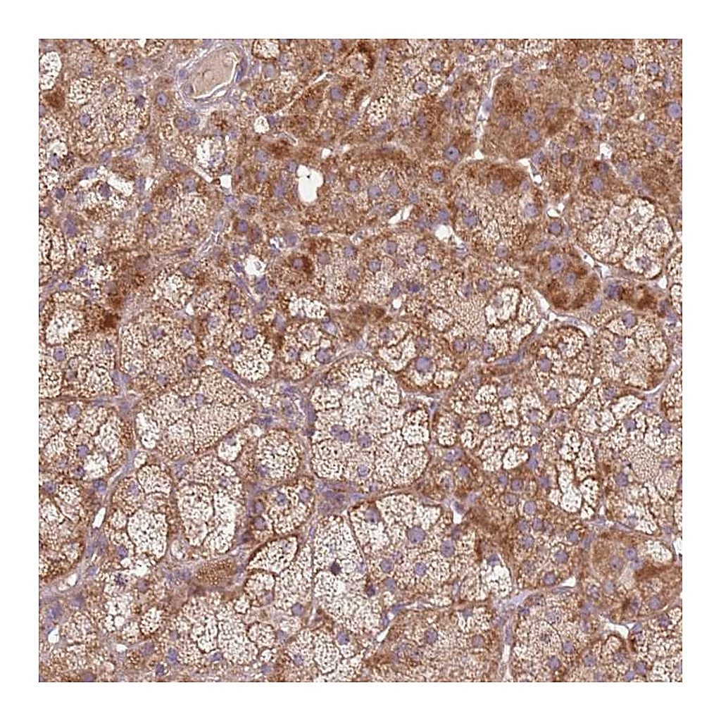 Atlas Antibodies Anti-SPATA2L Antibody