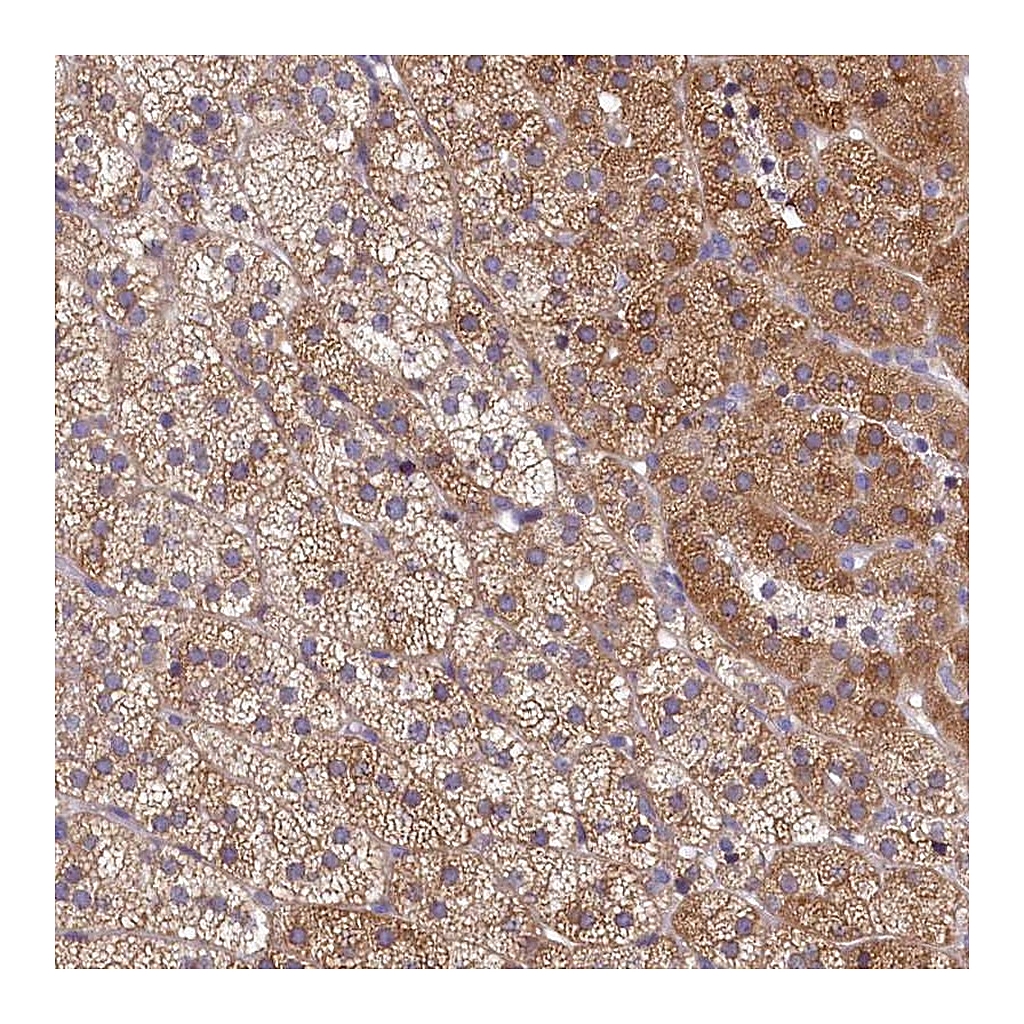 Atlas Antibodies Anti-SPATA2L Antibody