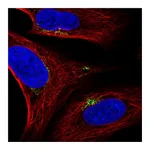 Atlas Antibodies Anti-SPATA25 Antibody