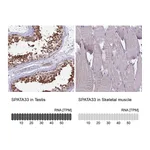 Atlas Antibodies Anti-SPATA33 Antibody