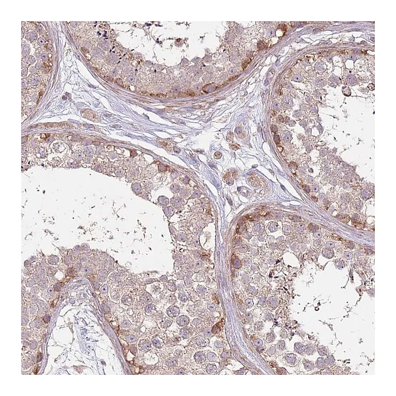 Atlas Antibodies Anti-SPATA31D1 Antibody