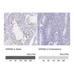 Atlas Antibodies Anti-SPATA4 Antibody