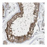 Atlas Antibodies Anti-SPATA5 Antibody