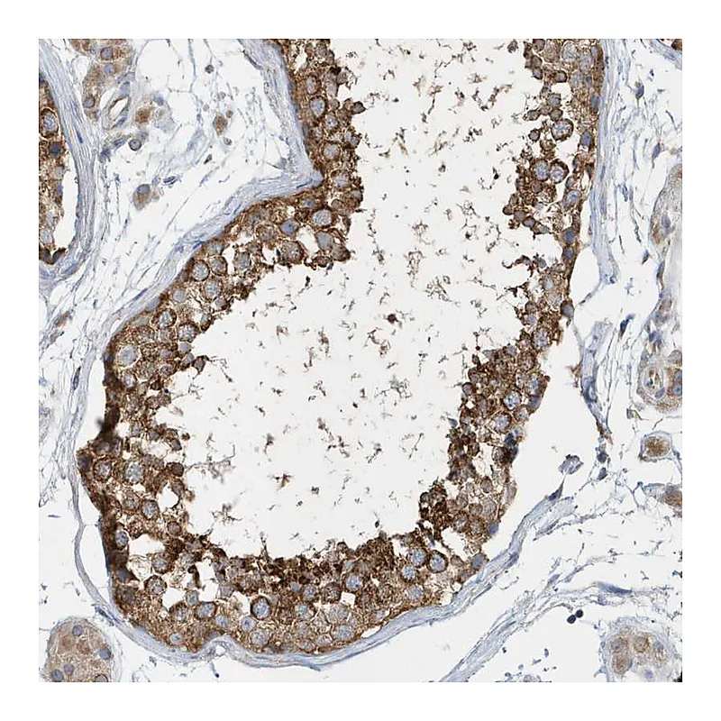 Atlas Antibodies Anti-SPATA5 Antibody
