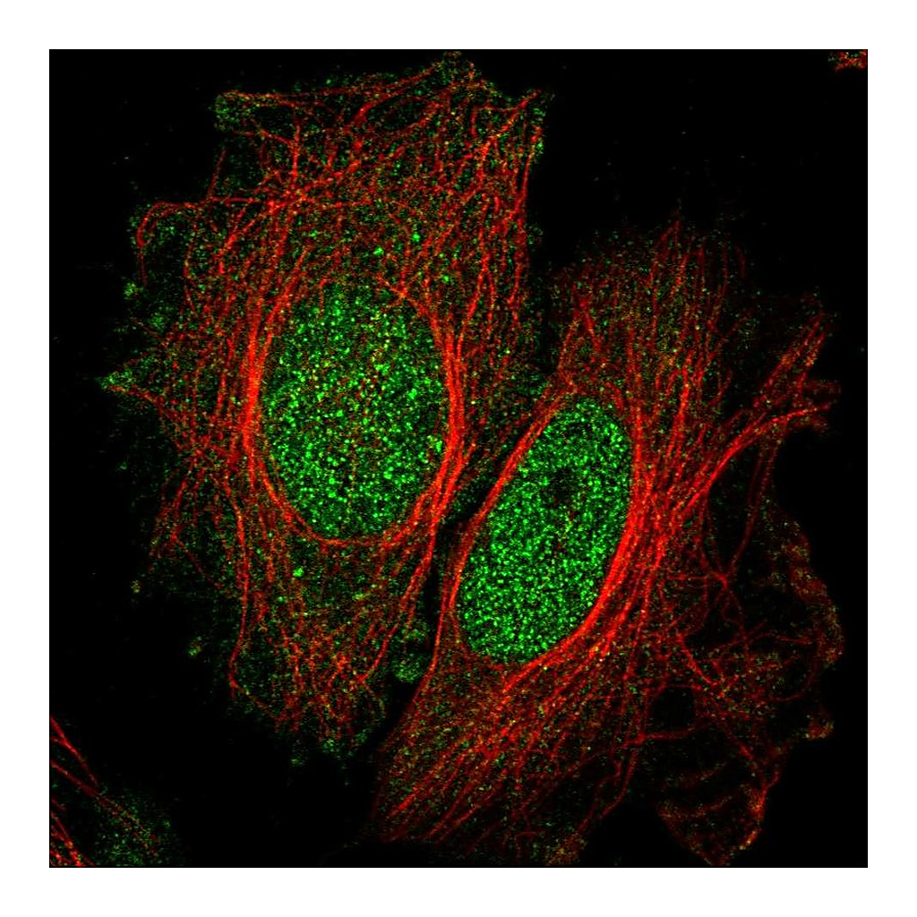 Atlas Antibodies Anti-SPATA33 Antibody