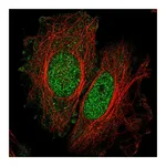 Atlas Antibodies Anti-SPATA33 Antibody