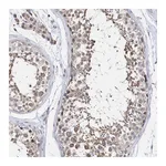 Atlas Antibodies Anti-SPATA5 Antibody