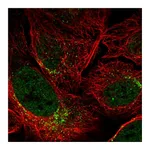 Atlas Antibodies Anti-SPATA6 Antibody