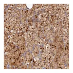 Atlas Antibodies Anti-SPATA5L1 Antibody