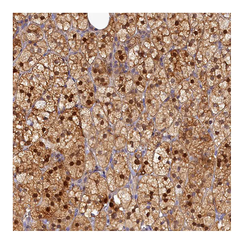 Atlas Antibodies Anti-SPATA5L1 Antibody