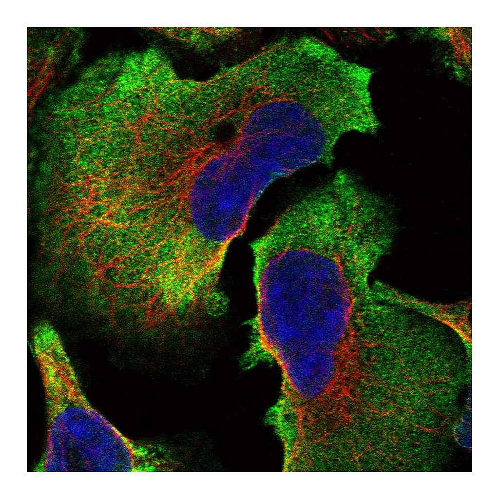 Atlas Antibodies Anti-SPATC1L Antibody