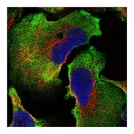 Atlas Antibodies Anti-SPATC1L Antibody