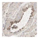 Atlas Antibodies Anti-SPATA9 Antibody