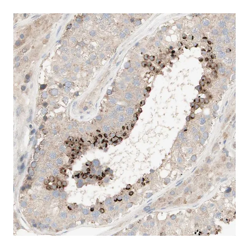 Atlas Antibodies Anti-SPATA9 Antibody
