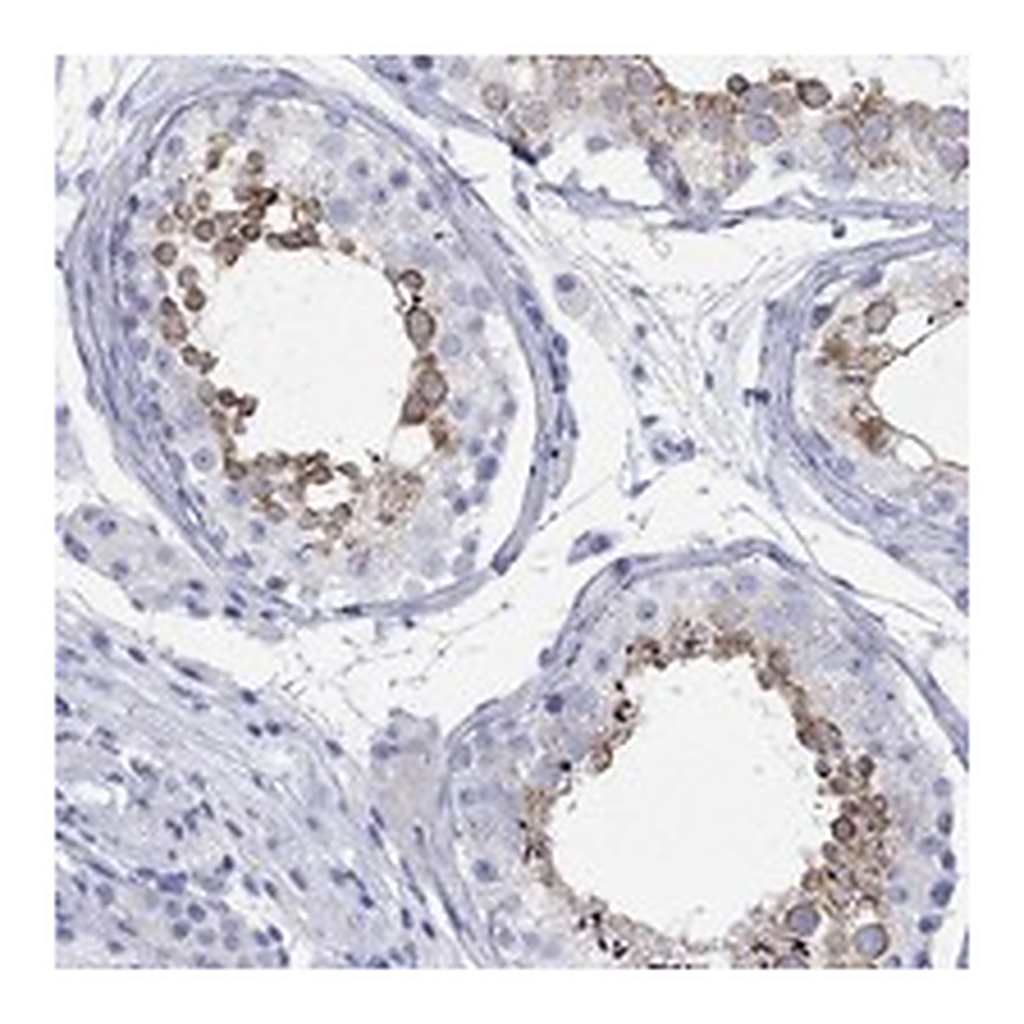 Atlas Antibodies Anti-SPATA9 Antibody