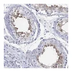 Atlas Antibodies Anti-SPATA9 Antibody