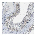 Atlas Antibodies Anti-SPATC1L Antibody