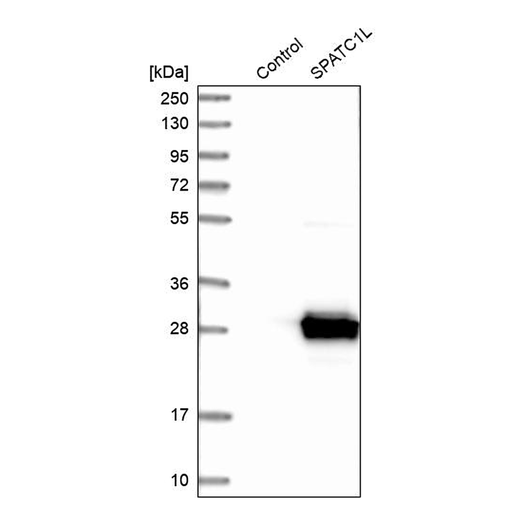 Atlas Antibodies Anti-SPATC1L Antibody