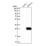 Atlas Antibodies Anti-SPATC1L Antibody