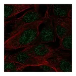 Atlas Antibodies Anti-SPATS1 Antibody
