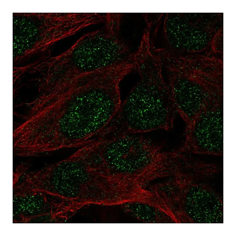 Atlas Antibodies Anti-SPATS1 Antibody