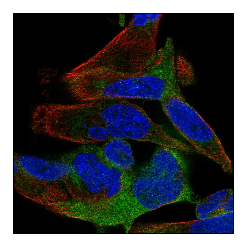 Atlas Antibodies Anti-SPATS2 Antibody