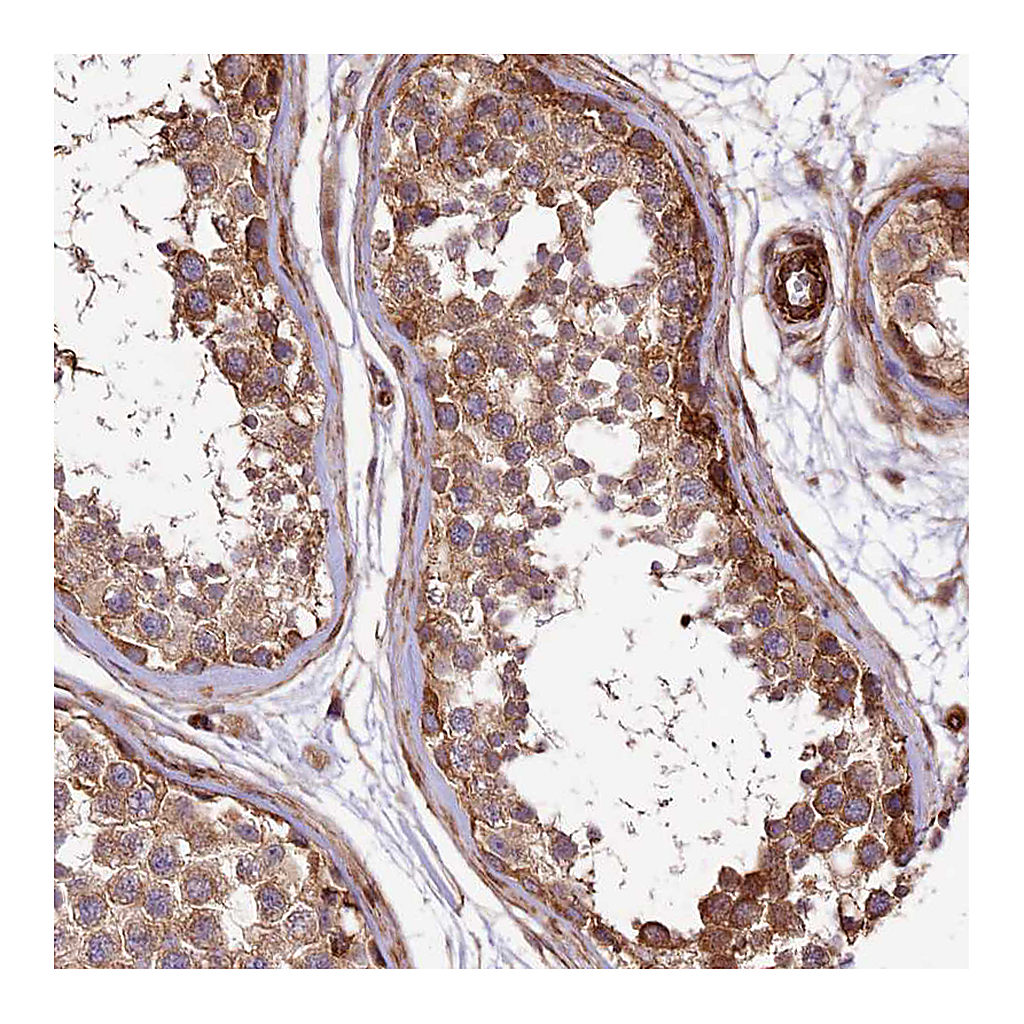 Atlas Antibodies Anti-SPATS2 Antibody