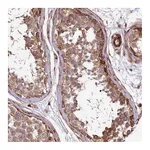 Atlas Antibodies Anti-SPATS2 Antibody