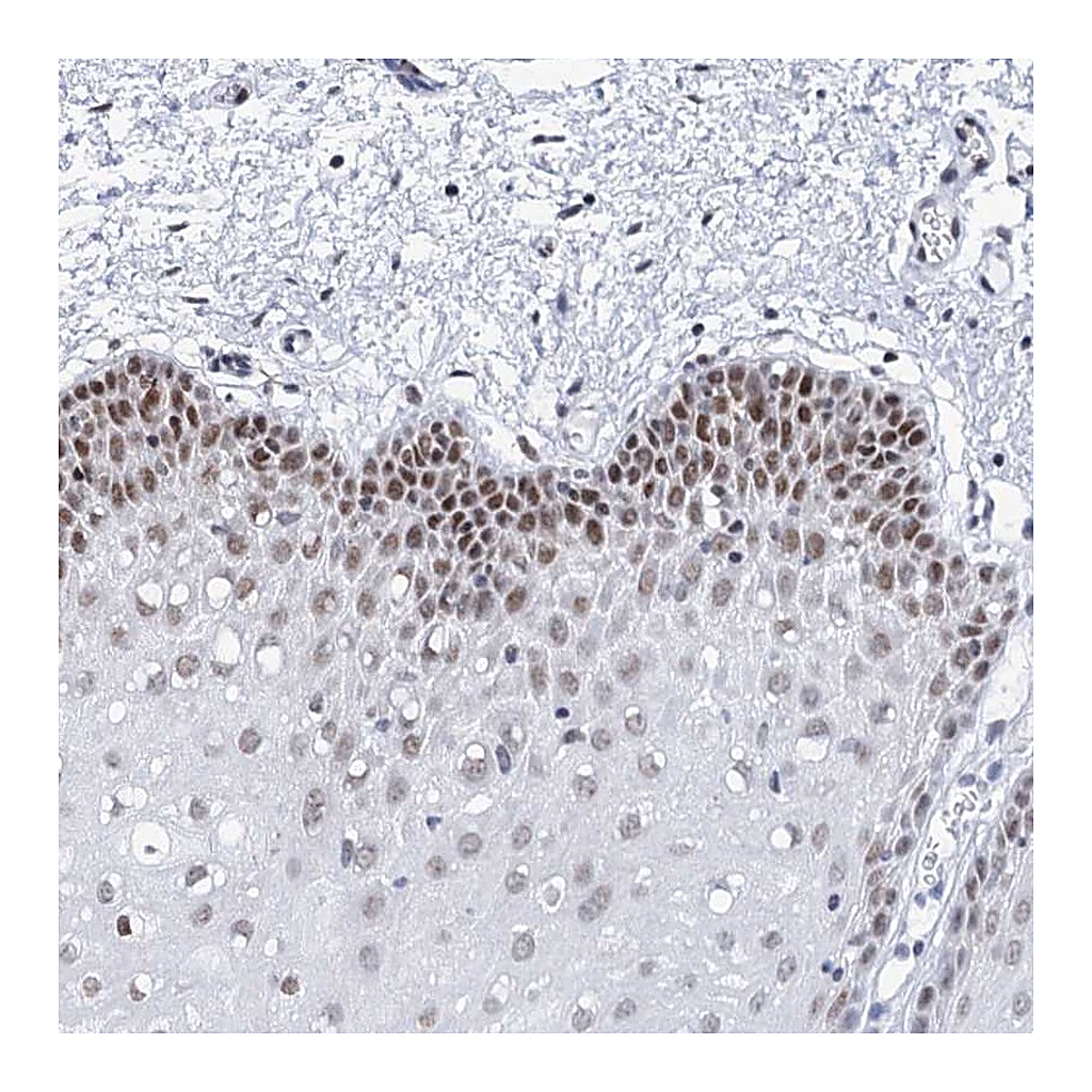 Atlas Antibodies Anti-SPATS2 Antibody