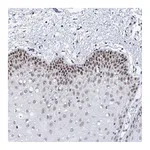Atlas Antibodies Anti-SPATS2 Antibody