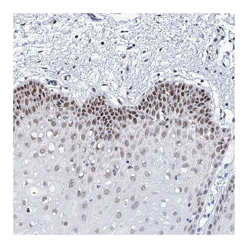 Atlas Antibodies Anti-SPATS2 Antibody