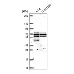 Atlas Antibodies Anti-SPATS2L Antibody