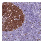 Atlas Antibodies Anti-SPC25 Antibody