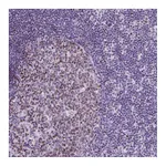 Atlas Antibodies Anti-SPC24 Antibody