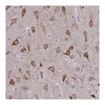 Atlas Antibodies Anti-SPATS2L Antibody