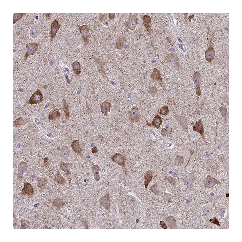 Atlas Antibodies Anti-SPATS2L Antibody