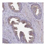 Atlas Antibodies Anti-SPCS1 Antibody