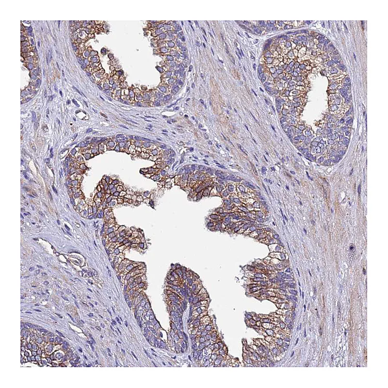 Atlas Antibodies Anti-SPCS1 Antibody