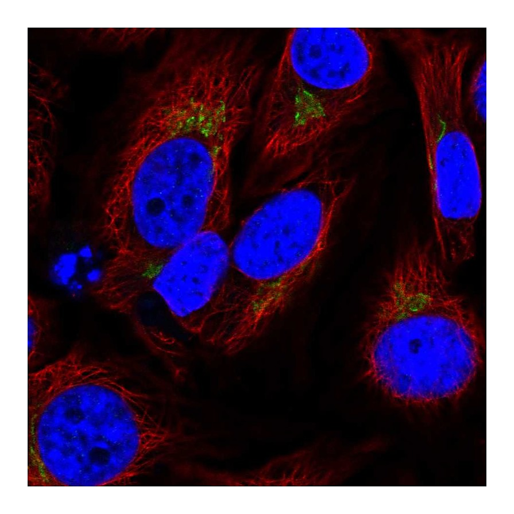 Atlas Antibodies Anti-SPCS1 Antibody
