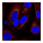 Atlas Antibodies Anti-SPCS1 Antibody