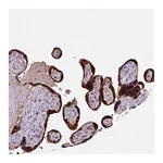 Atlas Antibodies Anti-SPCS3 Antibody