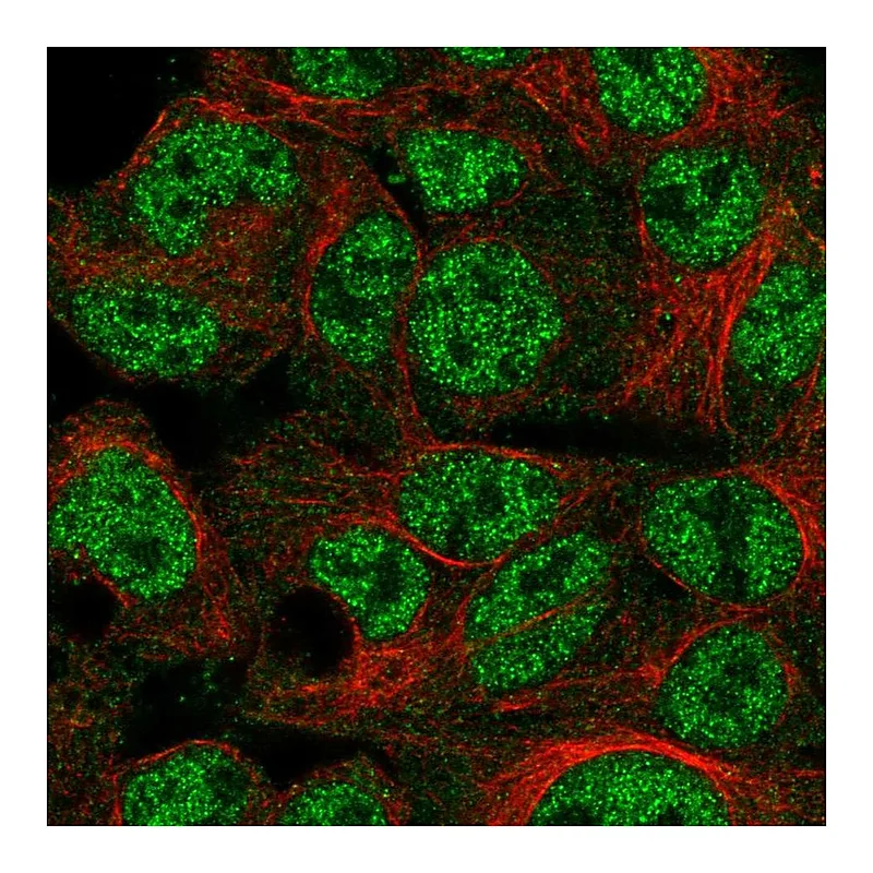 Atlas Antibodies Anti-SPDYA Antibody
