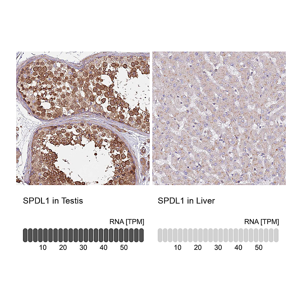 Atlas Antibodies Anti-SPDL1 Antibody