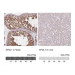 Atlas Antibodies Anti-SPDL1 Antibody